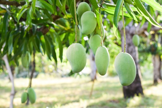 mango fruit on tree in orchard photo