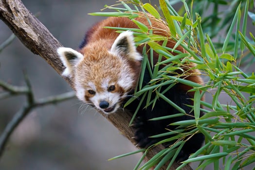 Red panda on the tree. Cute red panda bear eats bamboo. photo