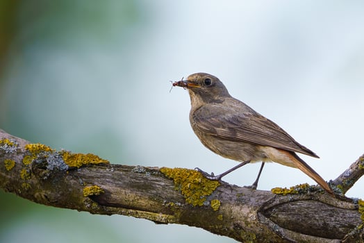 Black redstart - Phoenicurus ochruros standing on the branch with prey. photo