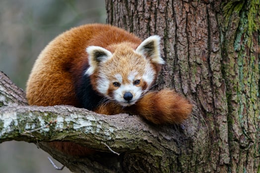 Red panda on the tree. Cute panda bear in forest habitat. photo