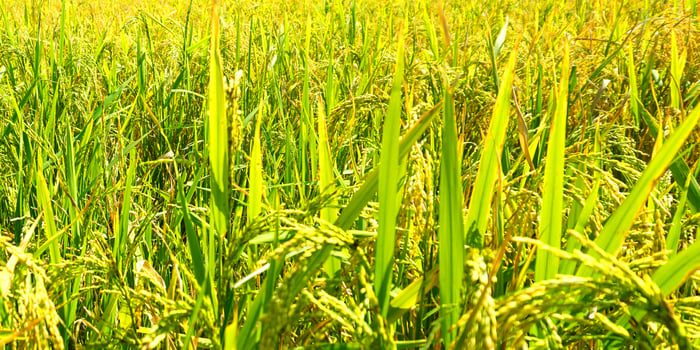 The green and yellow ears of Rice grains before harvest rice fields in Bangladesh. photo
