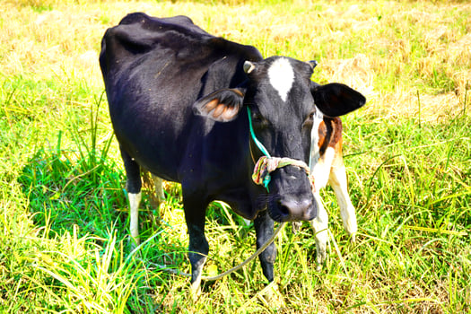 A close up of a healthy Beautiful  black cow nursing her calf. Cute cow baby is sucking milk from the mother. Calf drinking milk cow mom background image. photo