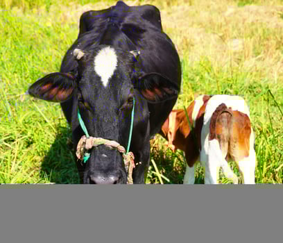 A close up of a healthy Beautiful  black cow nursing her calf. Cute cow baby is sucking milk from the mother. Calf drinking milk cow mom background image. photo