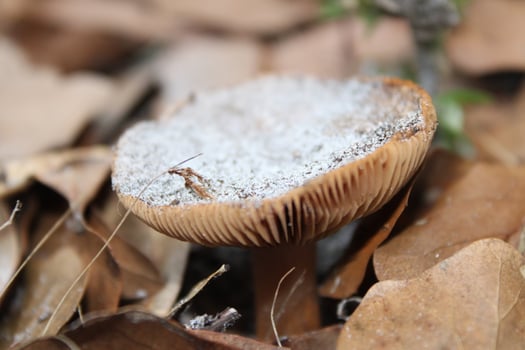 Mushroom Growing Wild On The Forest Floor. photo