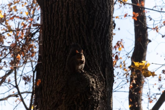 This cute little grey squirrel is sitting on the small ledge of a tree. The rodent is just relaxing here and eating some seed. The sun is just catching the side of his body outlining him slightly. photo