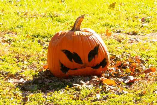 This beautiful pumpkin sits in the grass rotting from the Halloween season. The big orange gourd has a scary face carved in which makes it a Jack O Lantern. photo
