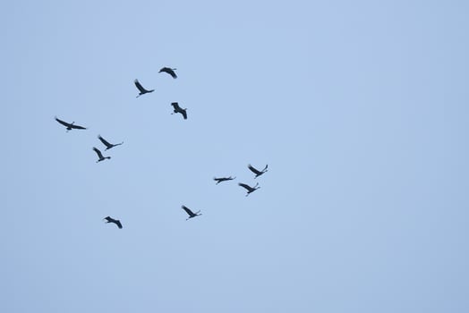 Crane group in the sky in V formation. Migratory birds on their return journey photo