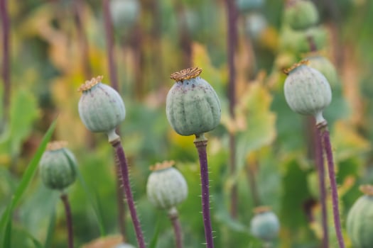 Field of poppies. Poppies, agricultural crop. photo