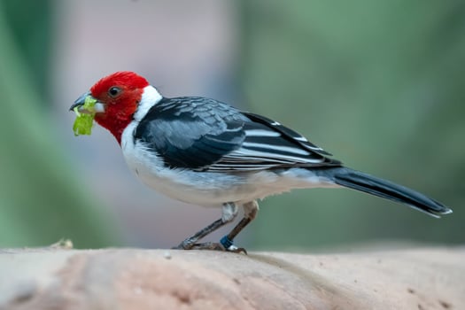 Red cowled Cardinal photo