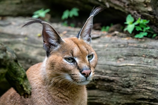 Portrait desert cats Caracal or African lynx with long tufted ears photo