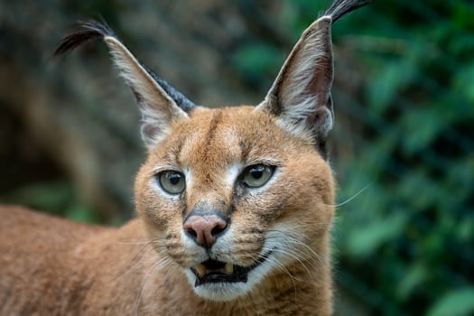 A big Caracal photo