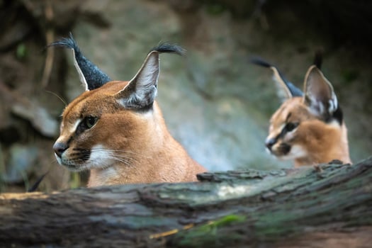 Portrait of a female Caracal and young caracal in background photo