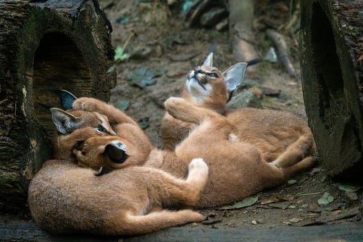 Young Caracal Caracal caracal . Playings cubs Caracal photo
