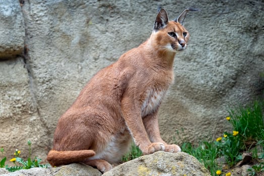 Adult wild Caracal Caracal caracal or African lynx photo