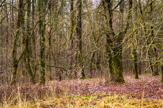 Close up shot of the trees in the forest. Nature photo