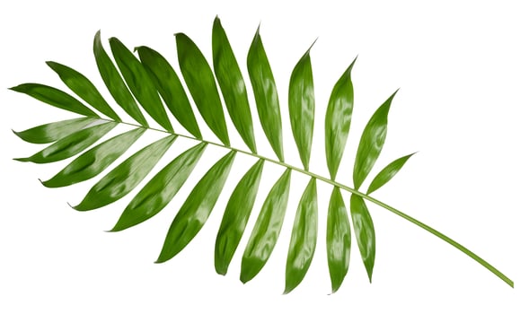 Green palm tree branch isolated on white background photo