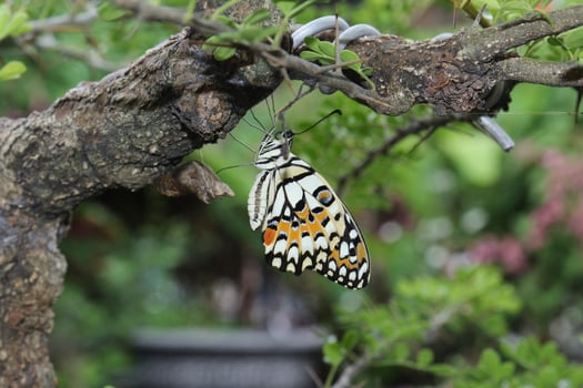 butterfly hanging on tree branches. photo