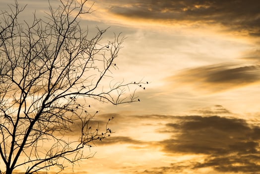 Black silhouette of bird photo
