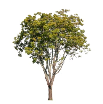 Tree isolated on white background, Tropical tree. photo