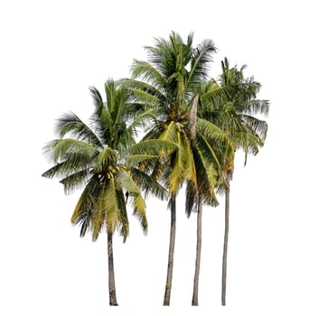 Group of coconut trees on white background with clipping path and alpha channel. photo