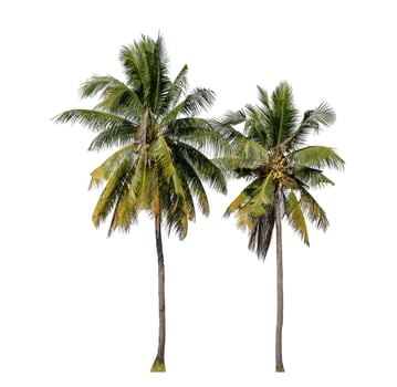 Coconut trees on white background with clipping path and alpha channel. photo