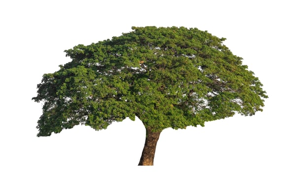 Tree isolated on white background, Tropical tree. photo