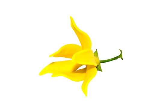 Artabotrys siamensis flower. photo