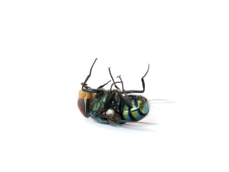 Death of a fly on a white background photo