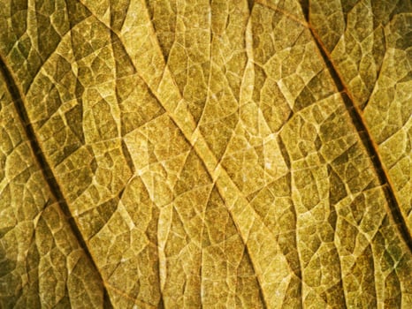 The surface of the leaf is brown. photo