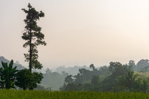 beautiful morning view from Indonesia of mountains and tropical forest photo