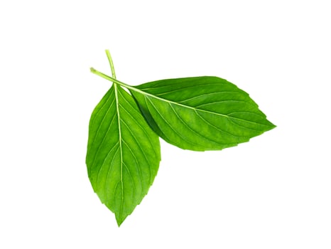 Sweet Basil, Thai Basil photo