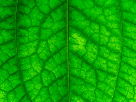 Green leaf of Wildbetal Leafbush plant. photo