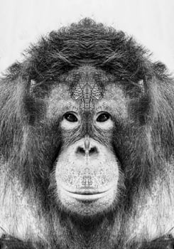 A beautiful black and white portrait of a monkey at close range that looks at the camera photo