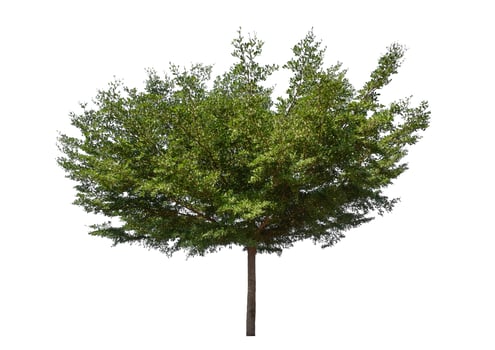 Green tree isolated on white background, Tropical tree. photo