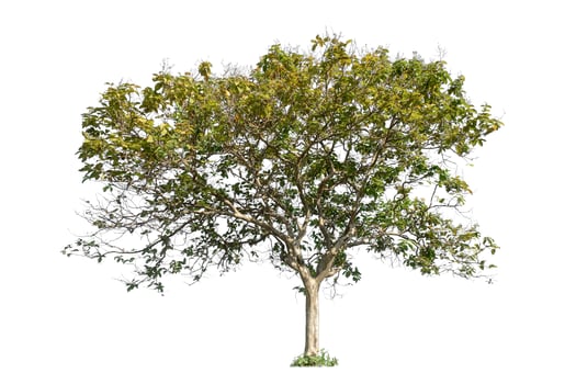 Trees isolated on white background, Tropical tree. photo