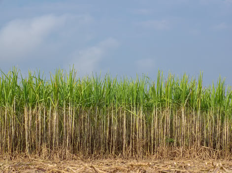 Sugarcane plantations,the agriculture tropical plant in Thailand photo
