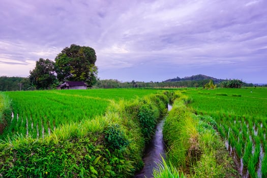 beautiful morning view from Indonesia of mountains and tropical forest photo
