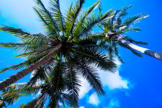 Coconut tree blue sky and palm trees, view from below,  and summer background, travel and relax concept. photo