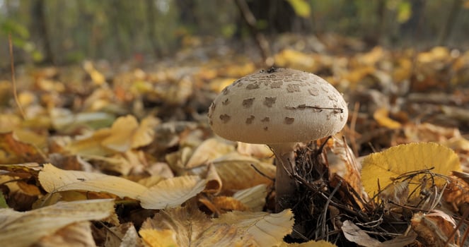 The parasol mushroom in the forest in autumn season. Macrolepiota procera, Close-up photo