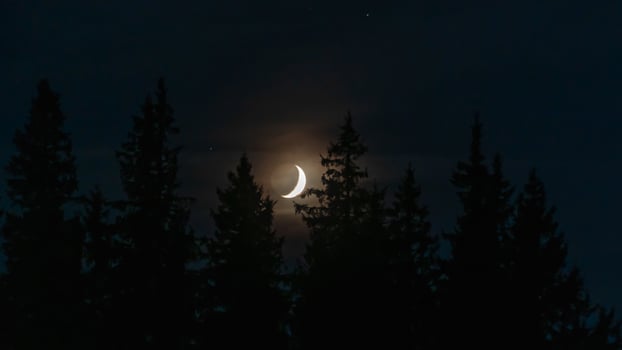 Moon in night sky, Silhouettes of trees photo
