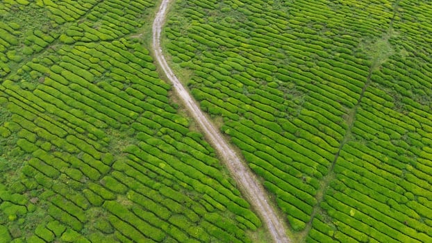 Aerial Tea Plantation photo