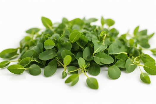 AI generated Fenugreek leaves  on white background photo