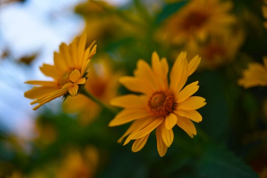 The Asteraceae family. Large yellow flowers. Sunflower. photo