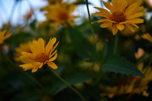 The Asteraceae family. Large yellow flowers. Sunflower. photo