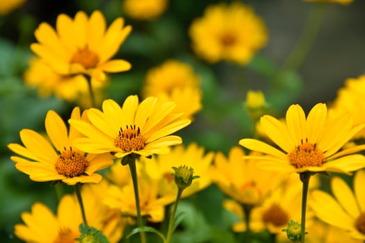 The Asteraceae family. Large yellow flowers. Sunflower. photo