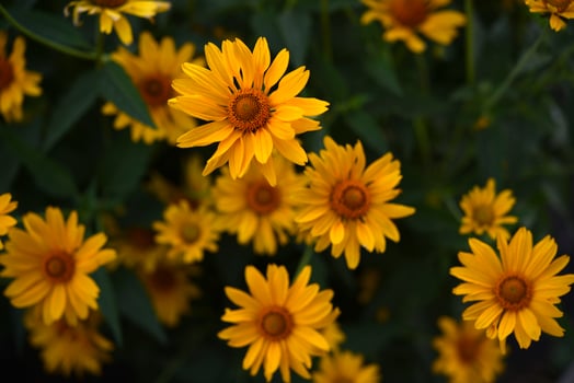The Asteraceae family. Large yellow flowers. Sunflower. photo