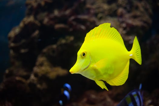 Zebrasoma flavescens is yellow flat sea fish from Hawaii. beautiful background photo