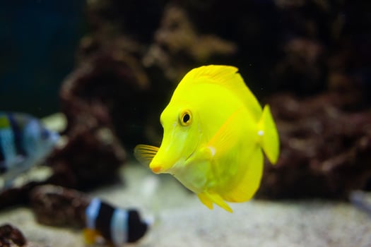 Zebrasoma flavescens is yellow flat sea fish from Hawaii. beautiful background close up photo