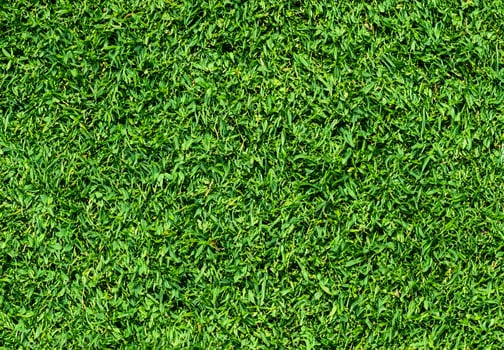 Natural Green grass texture background Close up Top view photo