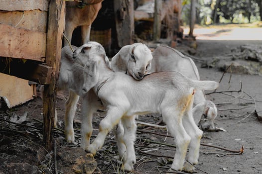 Sibling love of young goats towards each other photo